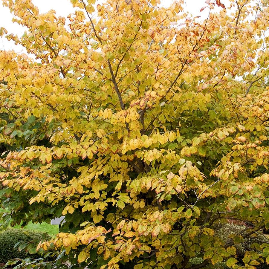 Hamamelis Vernalis - View 18 from www redcrocus com