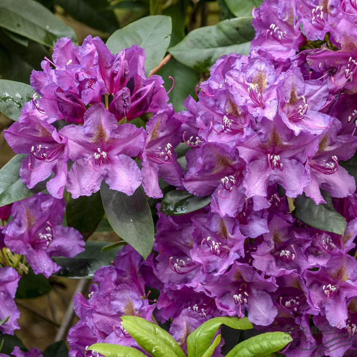Rhododendron Lee S Dark Purple - View 1 from www redcrocus com