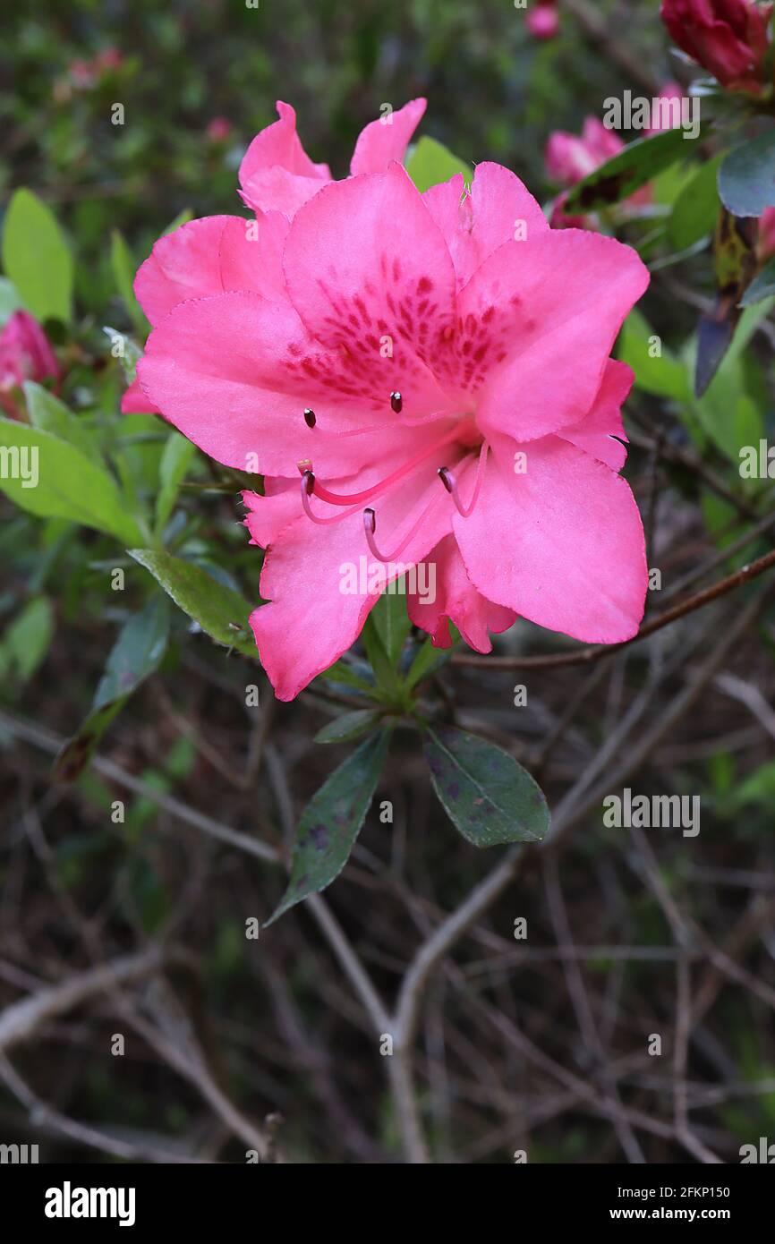 Azalea Blaauw S Pink - View 10 from www redcrocus com