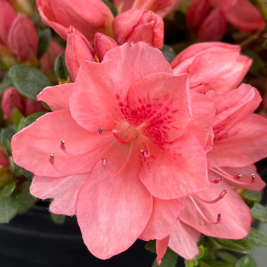 Azalea Blaauw S Pink - View 15 from www redcrocus com