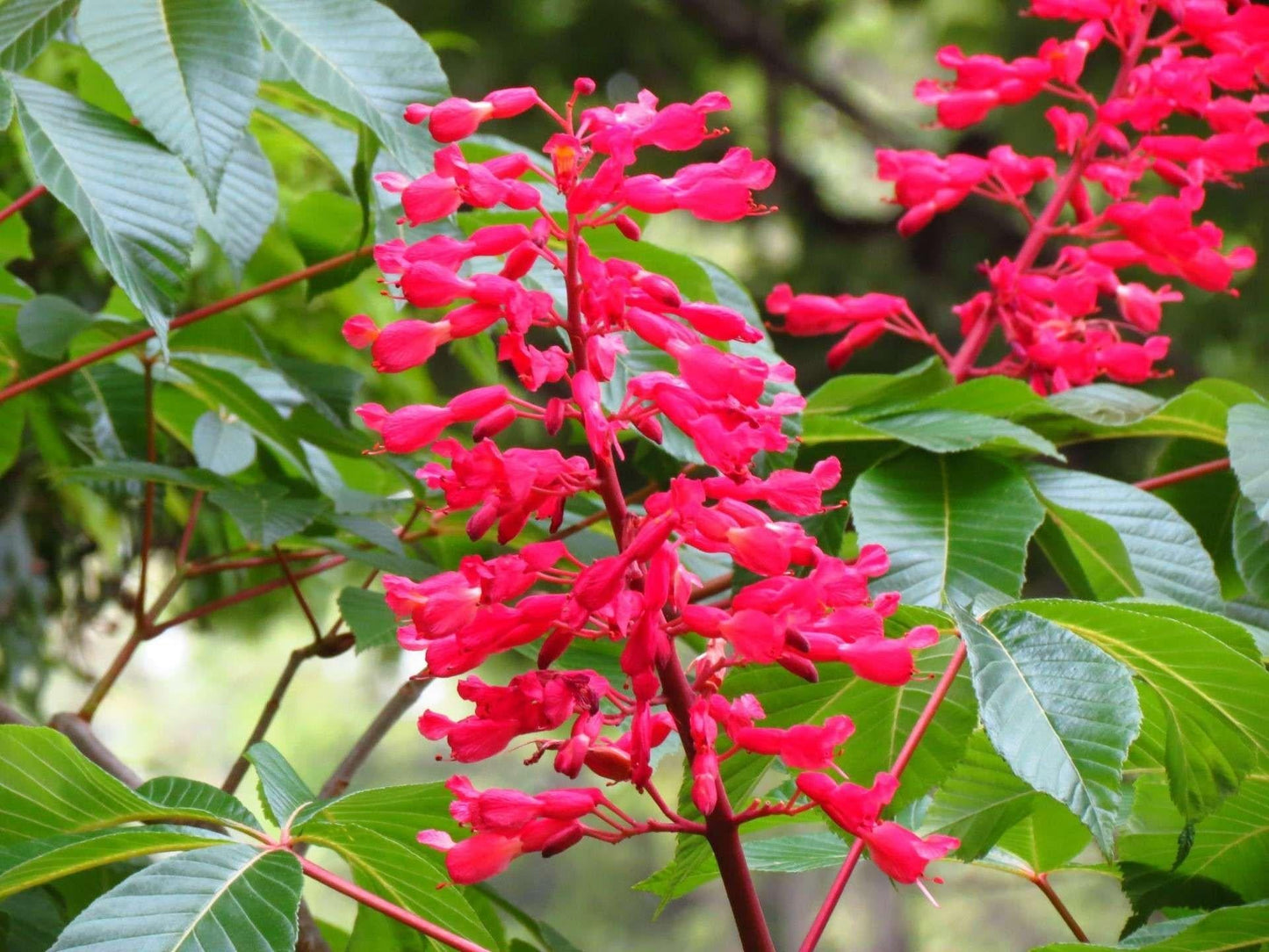 Aesculus Pavia - View 19 from www redcrocus com