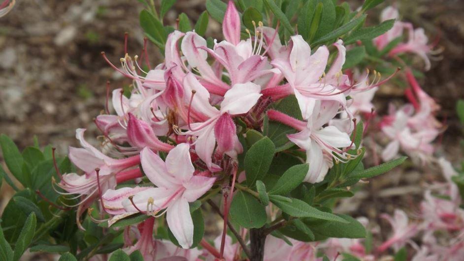Azalea Viscosum - View 10 from www redcrocus com