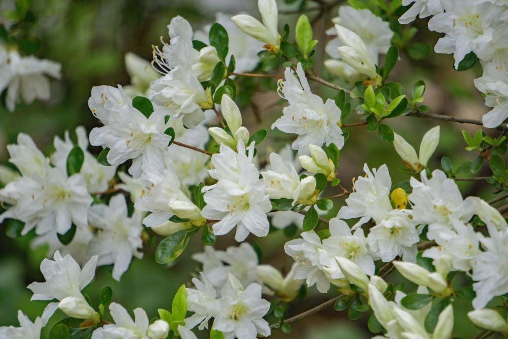 Azalea Viscosum - View 12 from www redcrocus com
