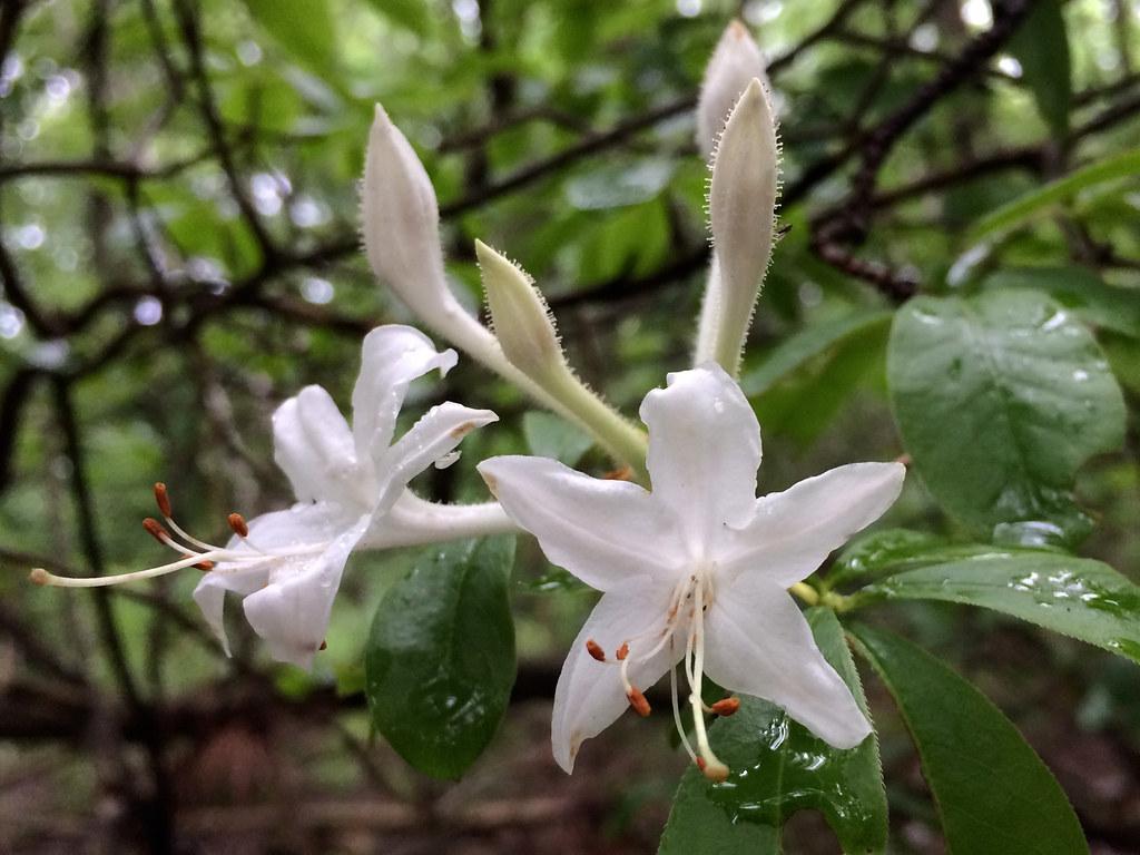 Azalea Viscosum - View 2 from www redcrocus com