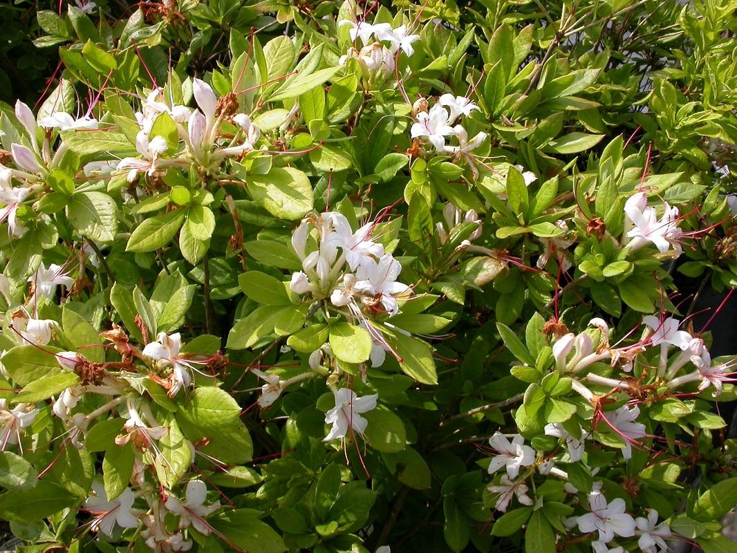 Azalea Viscosum - View 4 from www redcrocus com