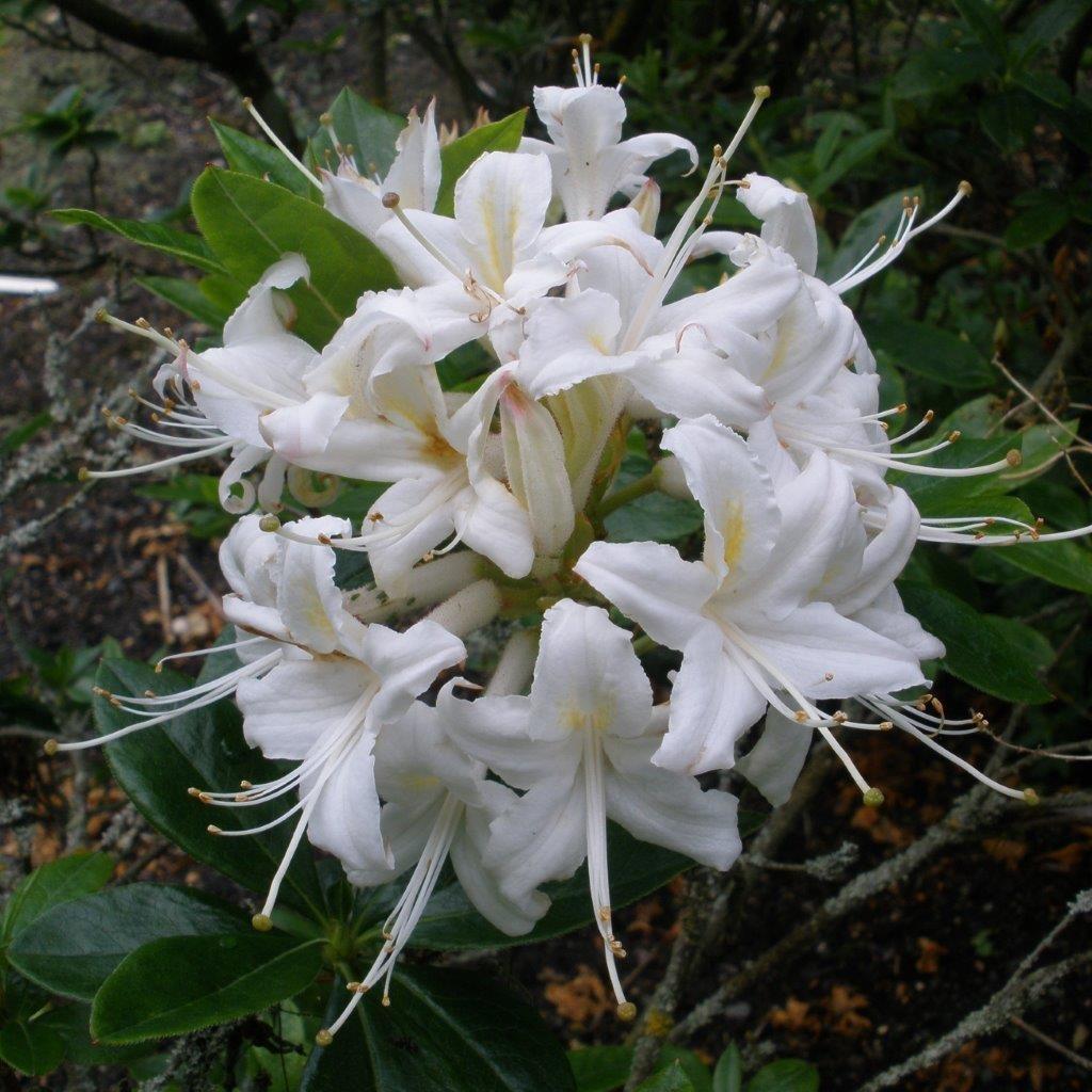 Azalea Viscosum - View 8 from www redcrocus com