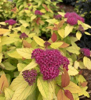 Spirea Japonica Double Play Gold - View 19 from www redcrocus com