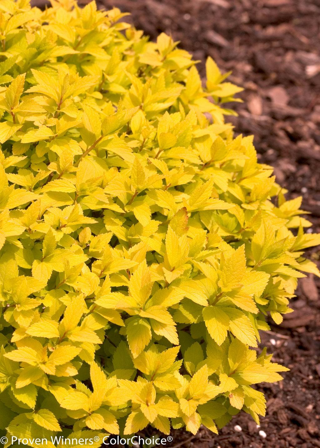 Spirea Japonica Double Play Gold - View 5 from www redcrocus com