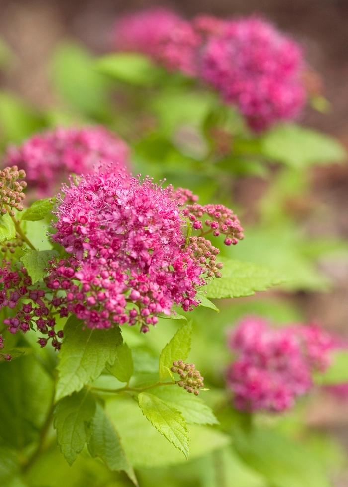 Spirea Japonica Double Play Gold - View 8 from www redcrocus com