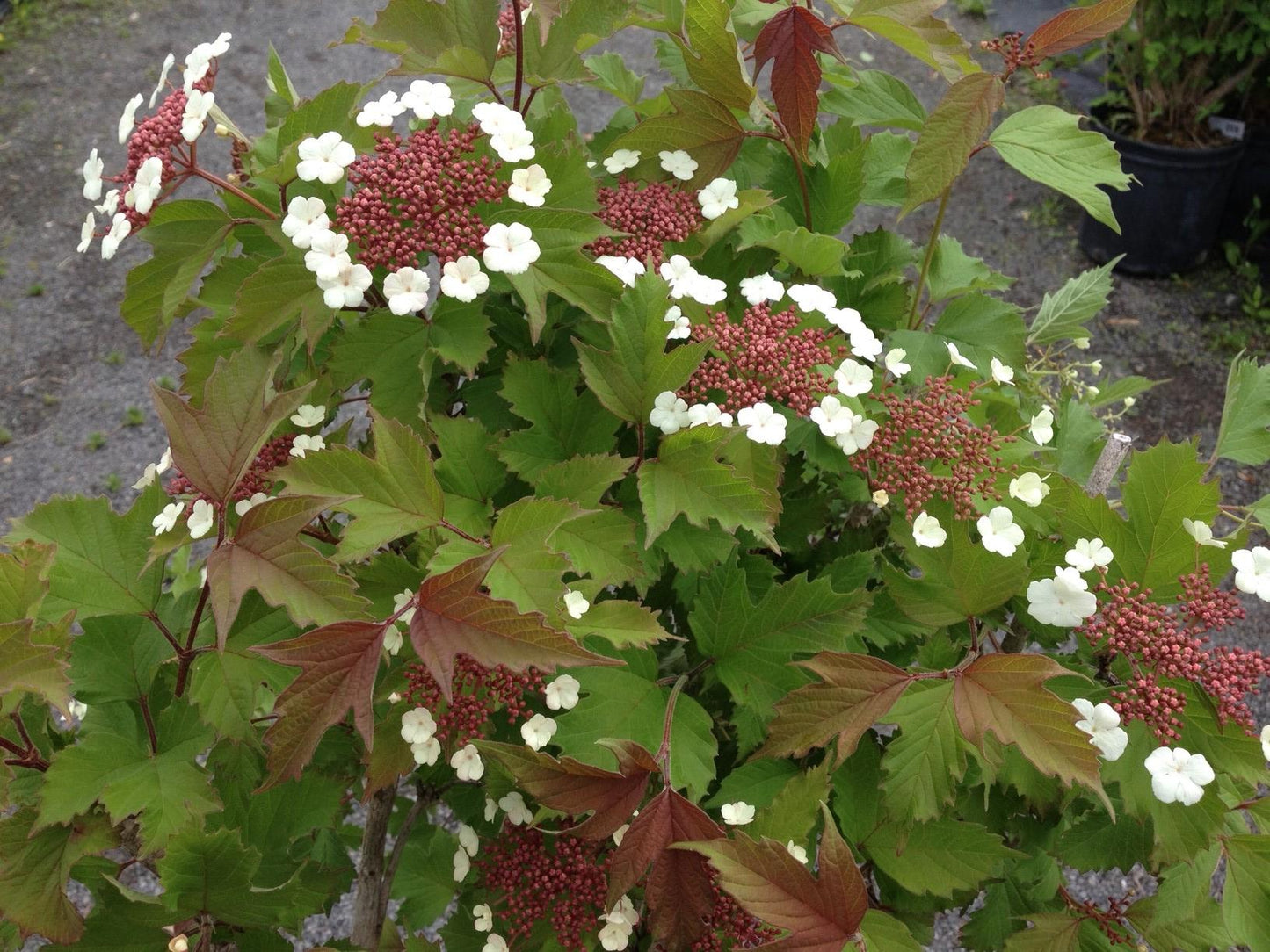 Viburnum Sargentii Onondaga - View 4 from www redcrocus com