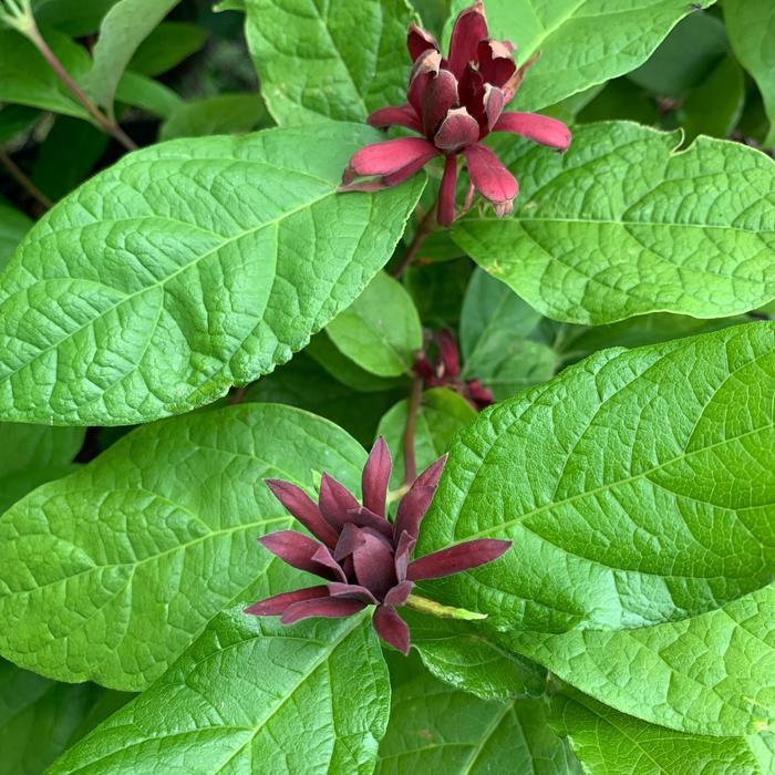 Calycanthus Floridus - View 11 from www redcrocus com