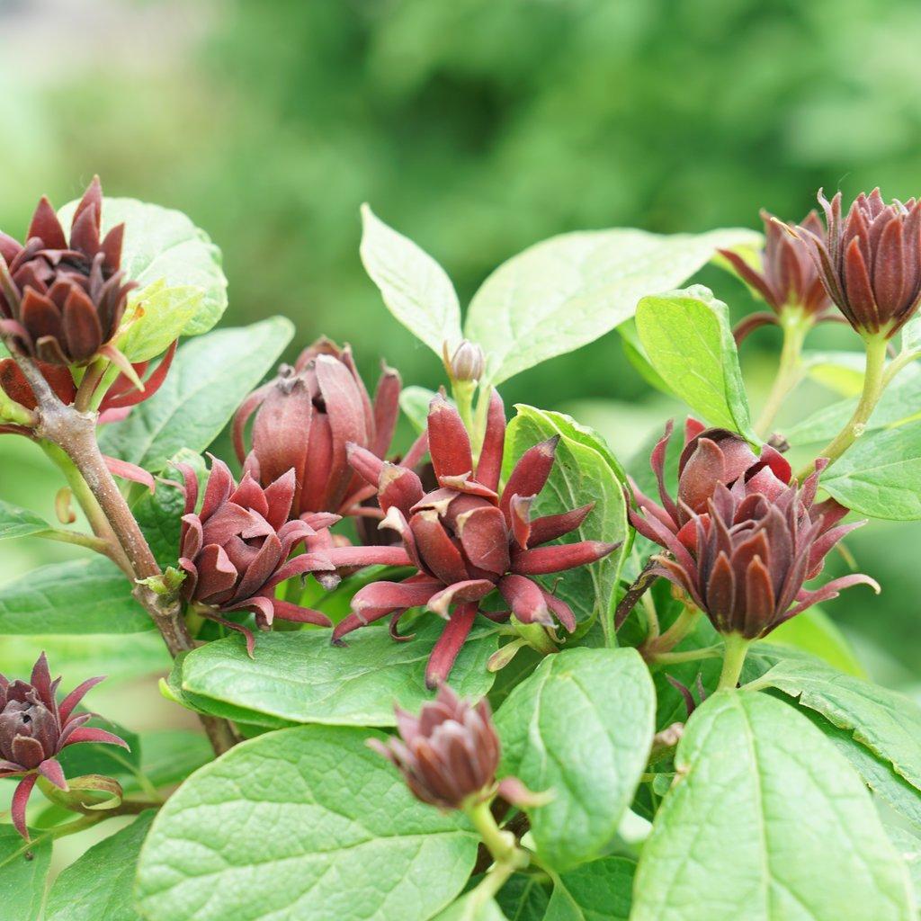 Calycanthus Floridus - View 12 from www redcrocus com