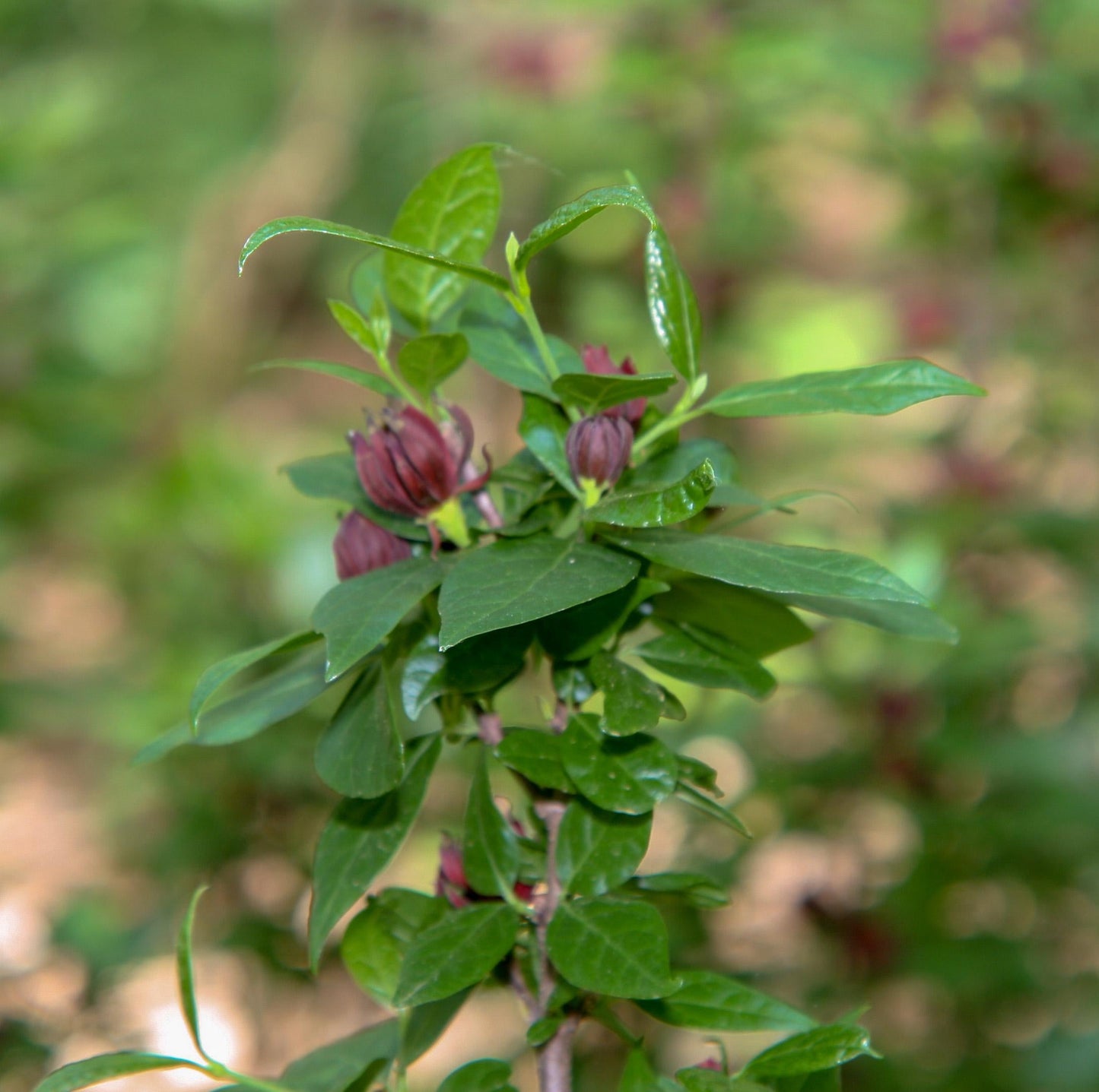 Calycanthus Floridus - View 14 from www redcrocus com