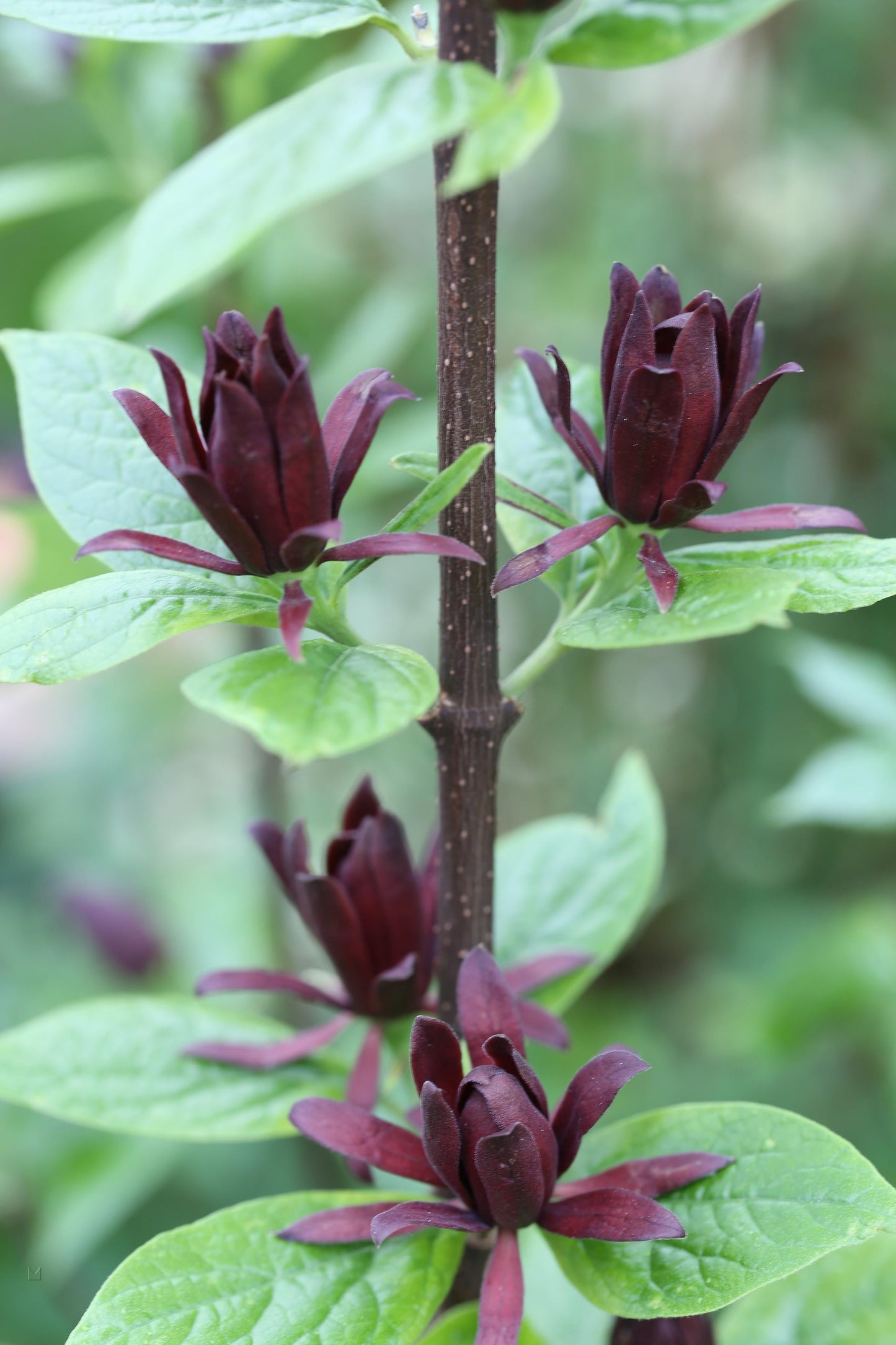 Calycanthus Floridus - View 15 from www redcrocus com
