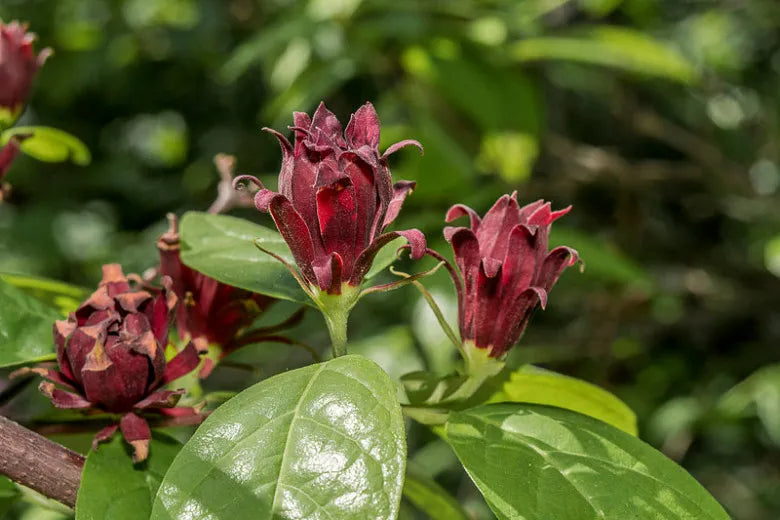 Calycanthus Floridus - View 16 from www redcrocus com