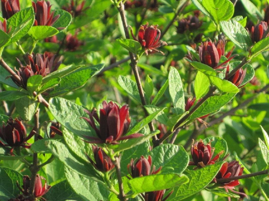Calycanthus Floridus - View 17 from www redcrocus com