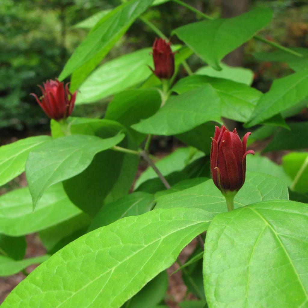 Calycanthus Floridus - View 18 from www redcrocus com