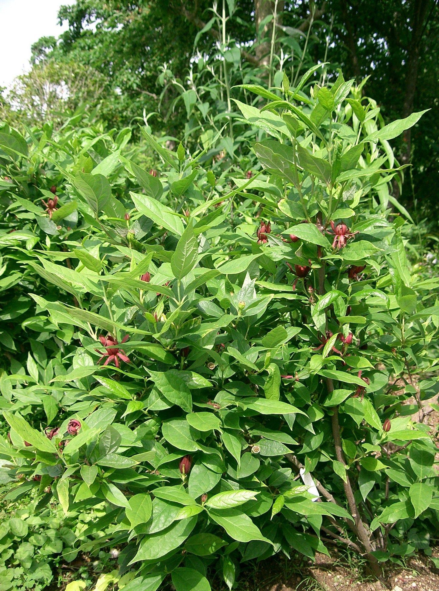 Calycanthus Floridus - View 19 from www redcrocus com