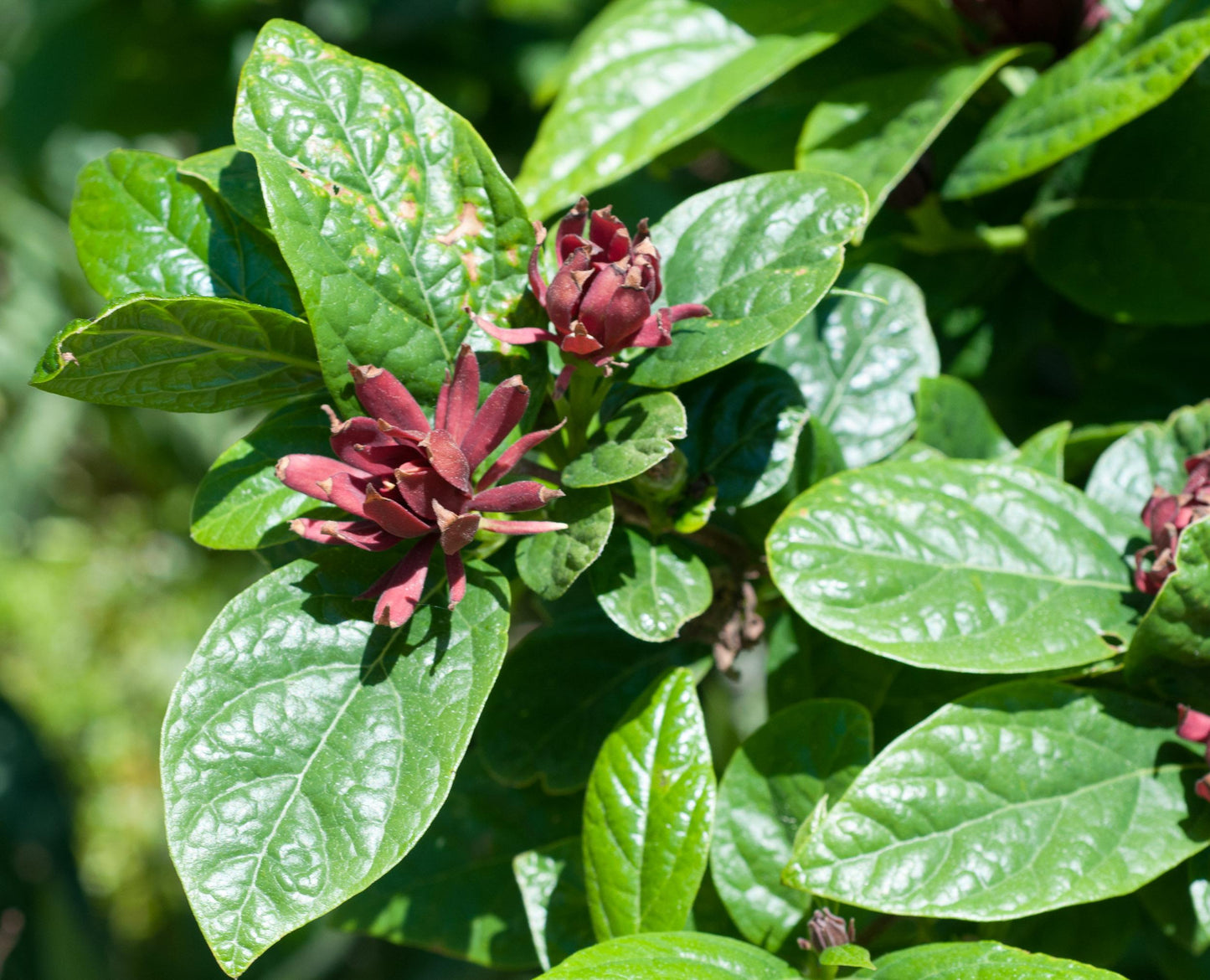Calycanthus Floridus - View 1 from www redcrocus com