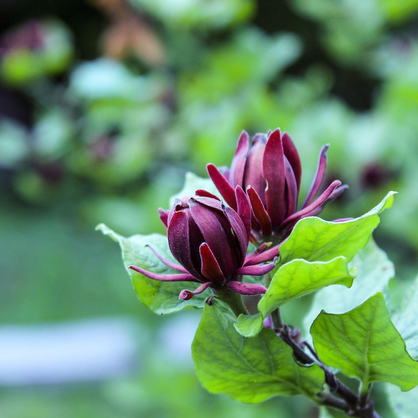 Calycanthus Floridus - View 20 from www redcrocus com