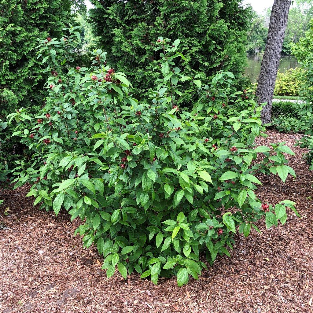 Calycanthus Floridus - View 2 from www redcrocus com