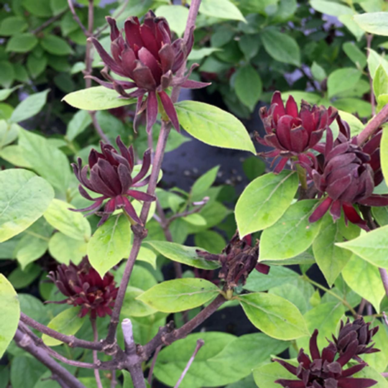 Calycanthus Floridus - View 3 from www redcrocus com