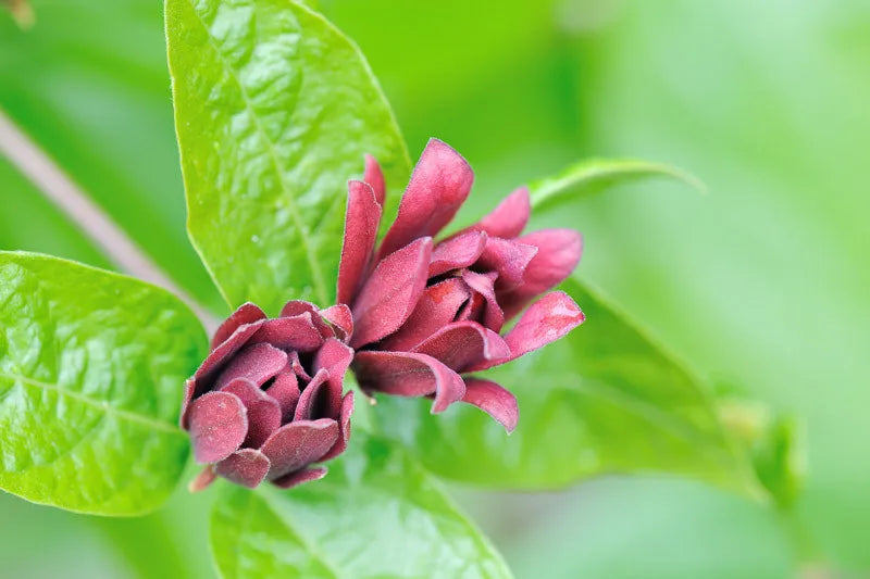 Calycanthus Floridus - View 4 from www redcrocus com