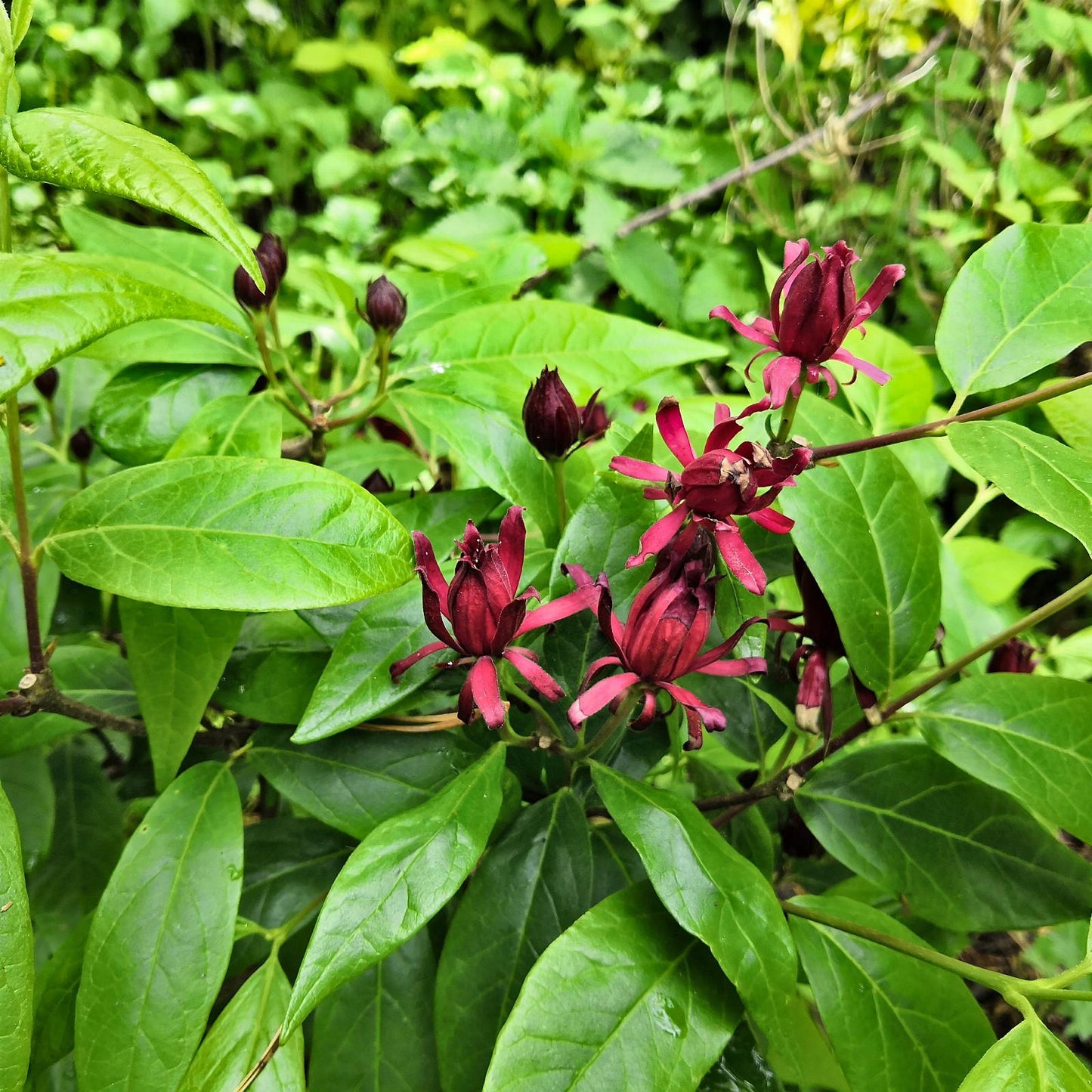 Calycanthus Floridus - View 4 from www redcrocus com