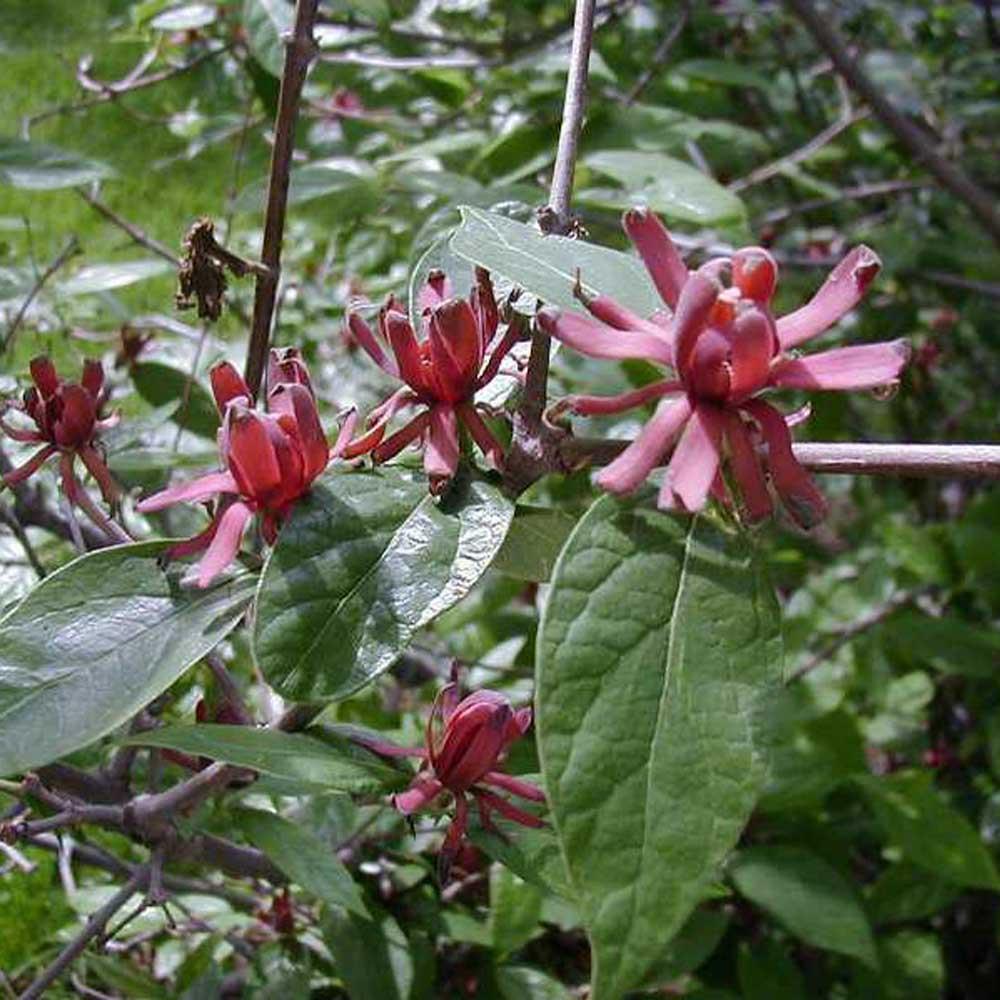 Calycanthus Floridus - View 5 from www redcrocus com