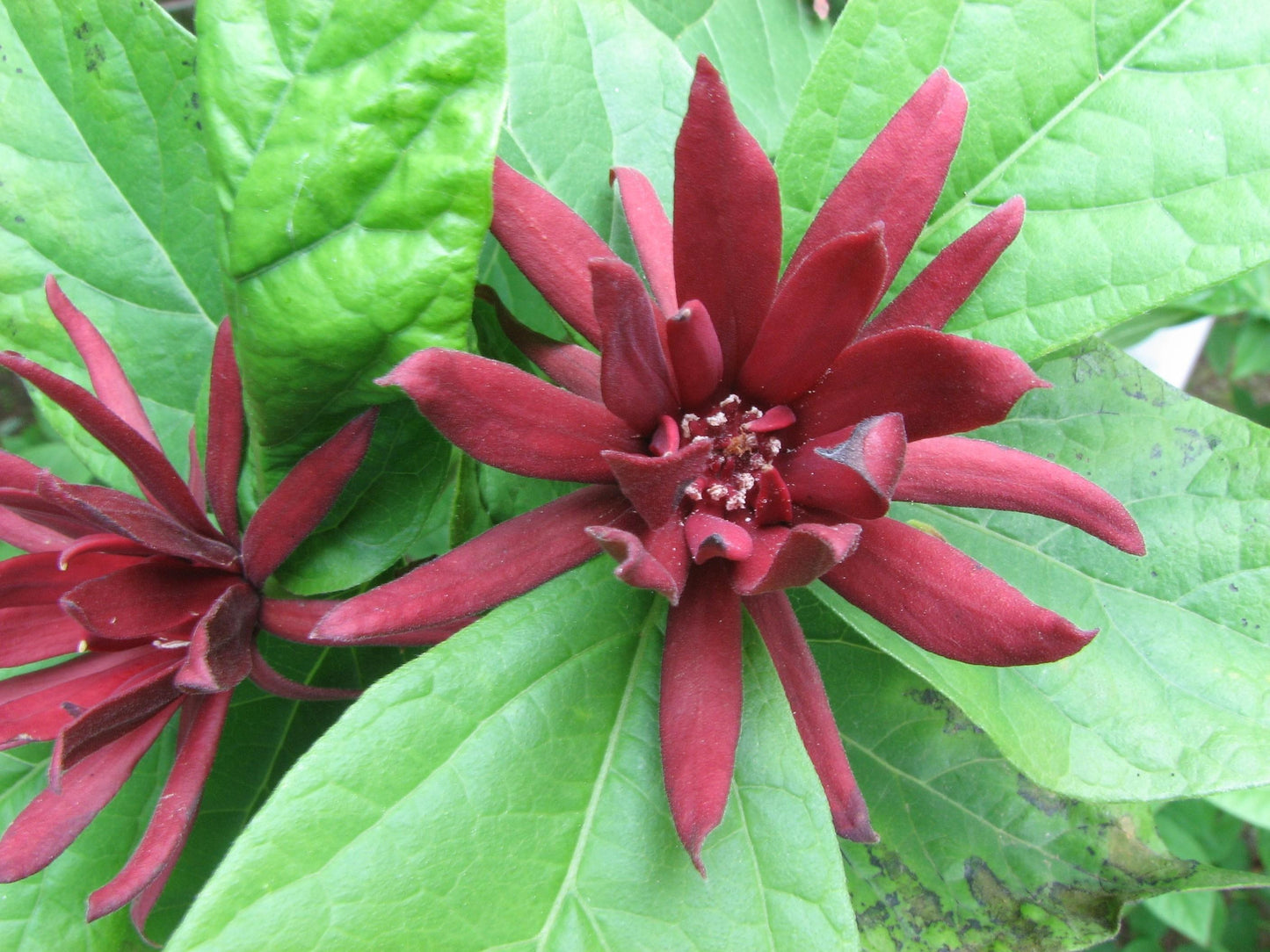 Calycanthus Floridus - View 7 from www redcrocus com