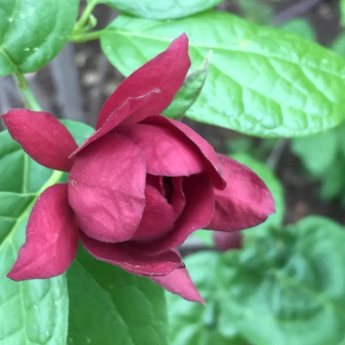 Calycanthus Floridus - View 8 from www redcrocus com