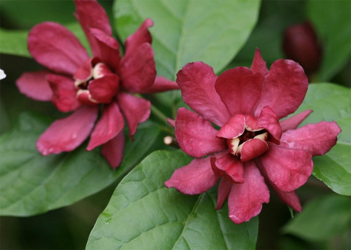 Calycanthus Floridus - View 9 from www redcrocus com