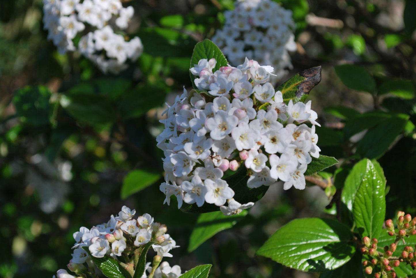 Viburnum Burkwoodii - View 4 from www redcrocus com