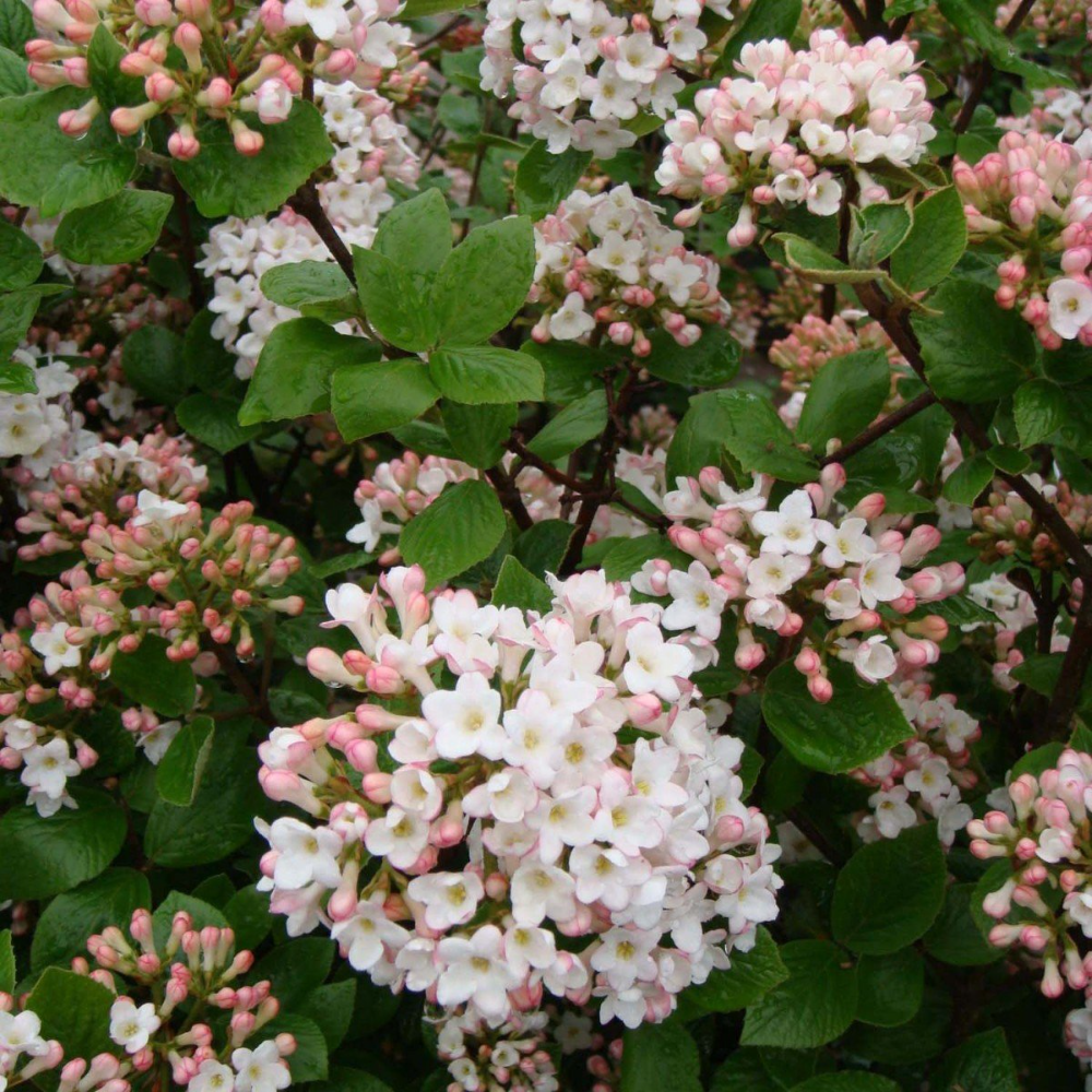 Viburnum Burkwoodii - View 8 from www redcrocus com