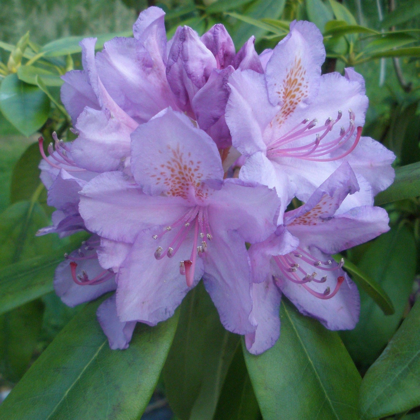 Rhododendron Grandiflorum - View 10 from www redcrocus com