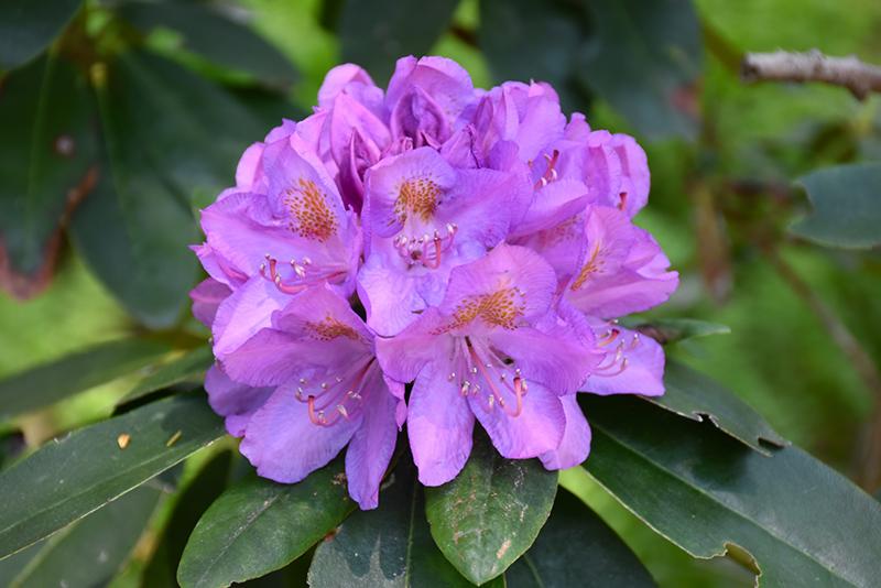Rhododendron Grandiflorum - View 11 from www redcrocus com