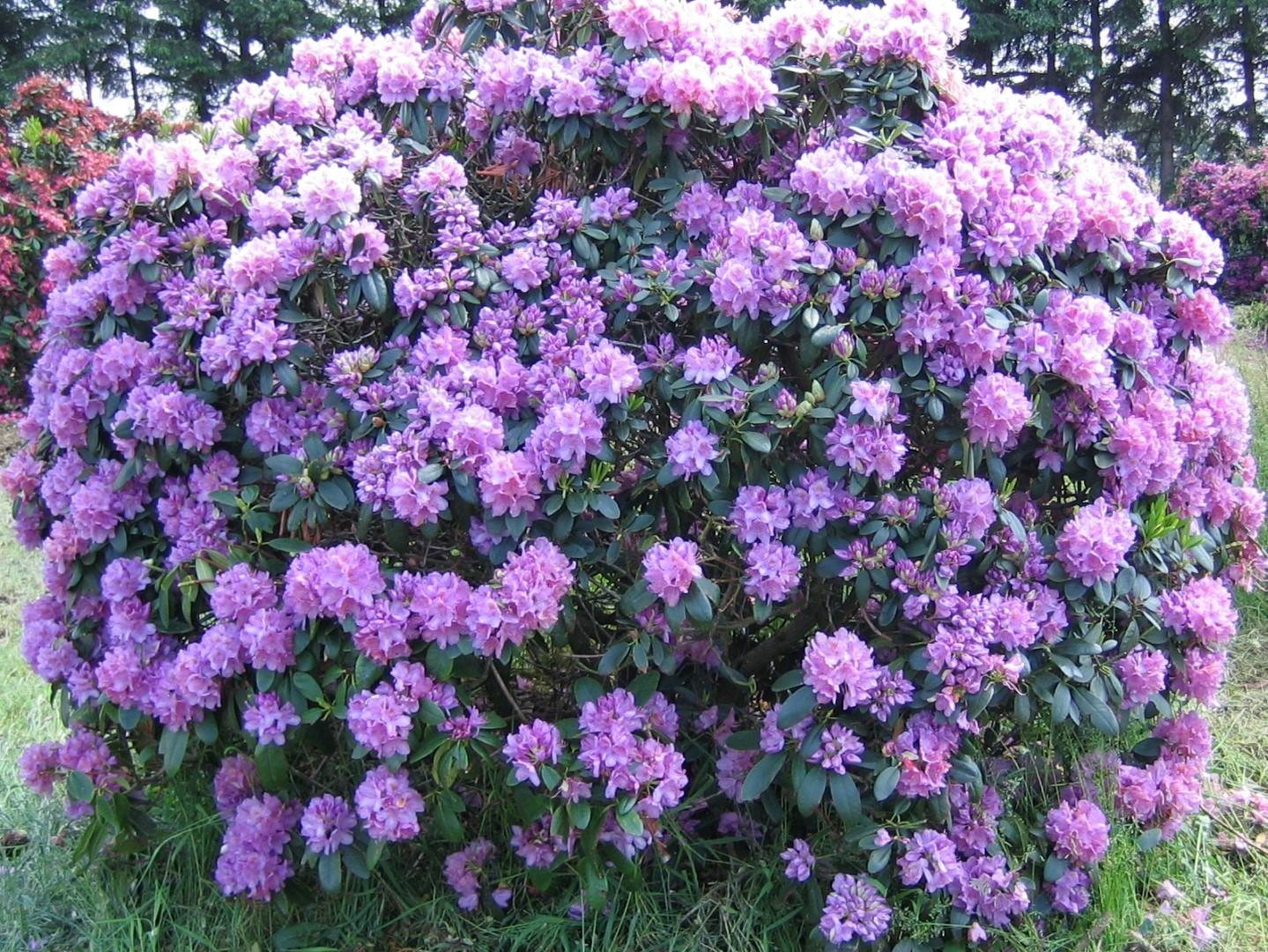 Rhododendron Grandiflorum - View 12 from www redcrocus com