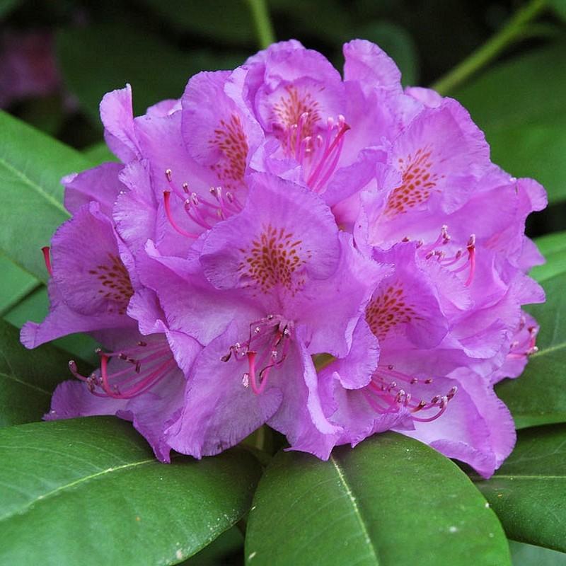 Rhododendron Grandiflorum - View 13 from www redcrocus com