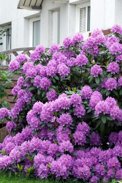 Rhododendron Grandiflorum - View 14 from www redcrocus com