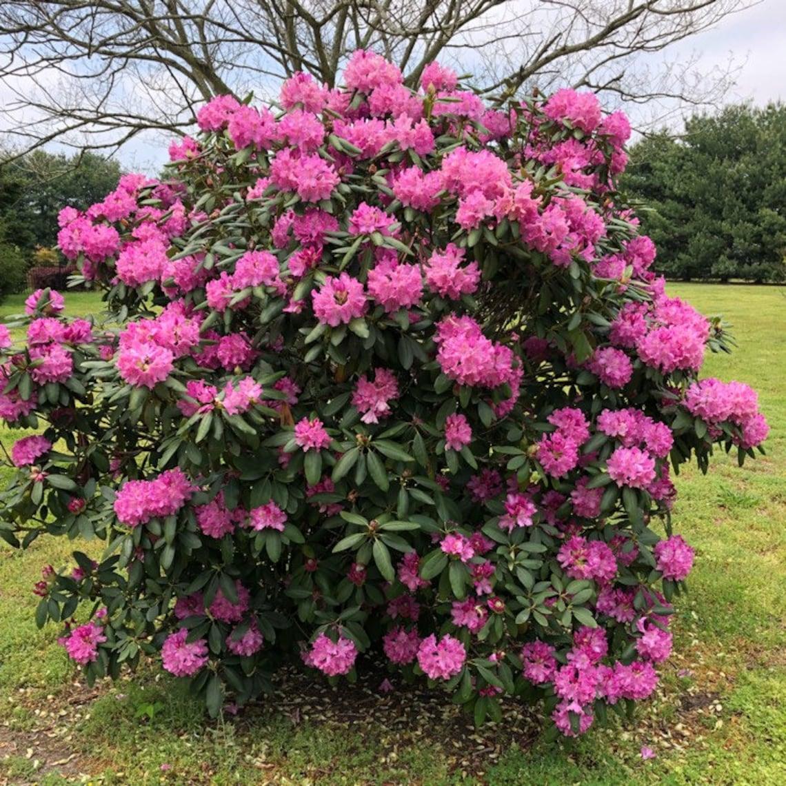 Rhododendron Grandiflorum - View 16 from www redcrocus com