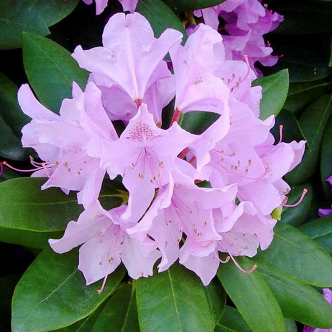 Rhododendron Grandiflorum - View 17 from www redcrocus com