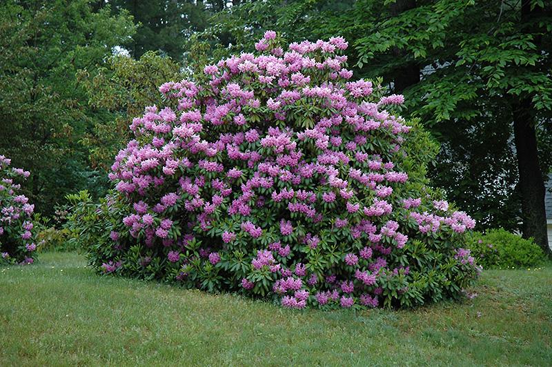Rhododendron Grandiflorum - View 2 from www redcrocus com