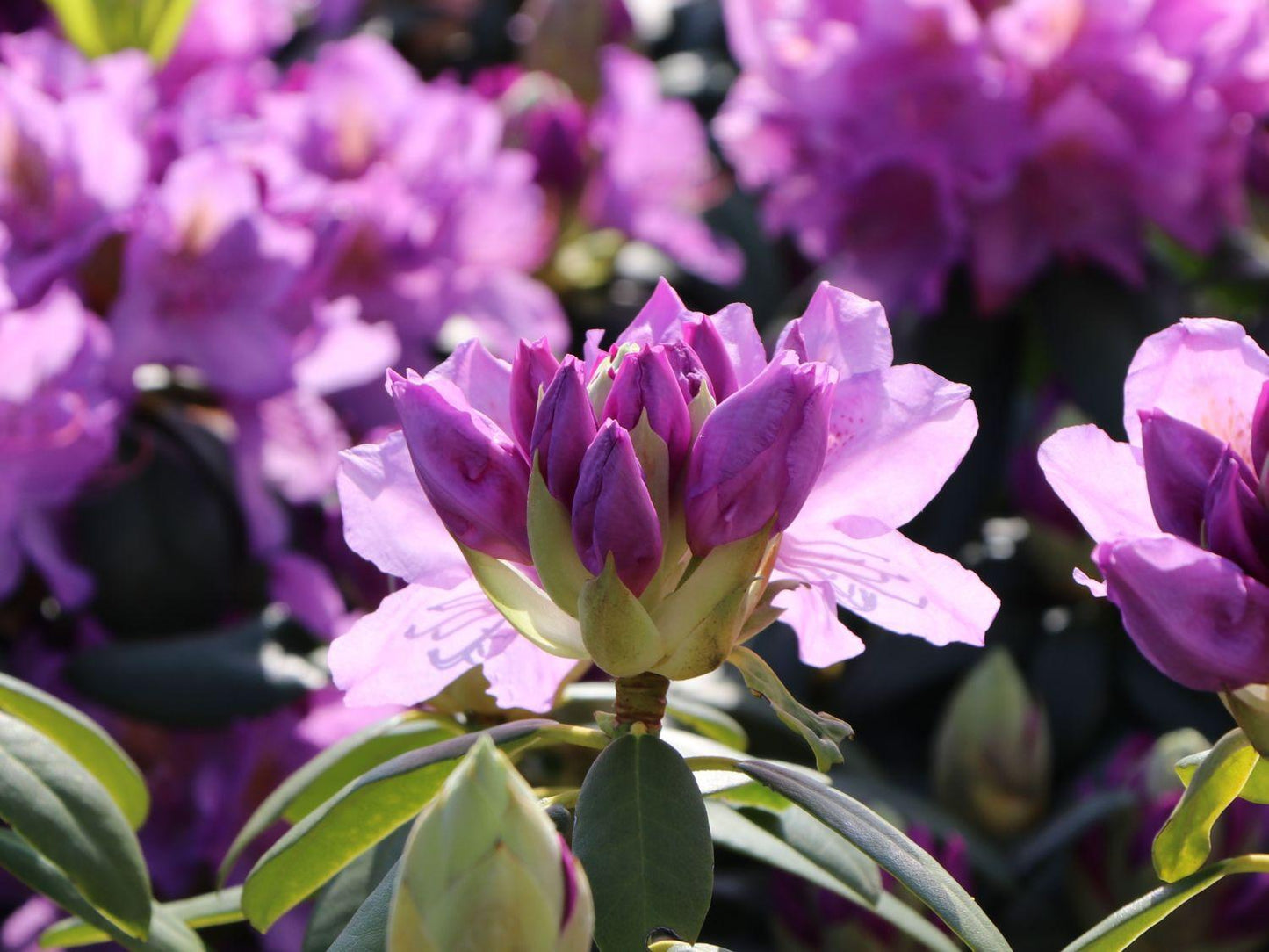 Rhododendron Grandiflorum - View 3 from www redcrocus com