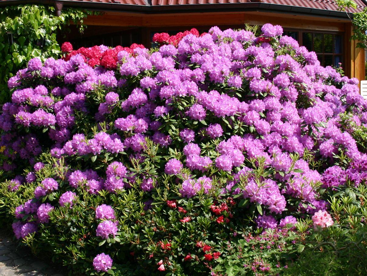 Rhododendron Grandiflorum - View 4 from www redcrocus com