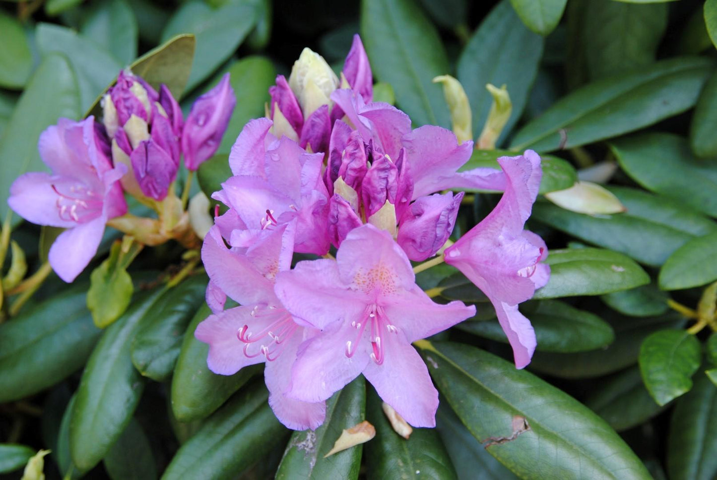 Rhododendron Grandiflorum - View 5 from www redcrocus com