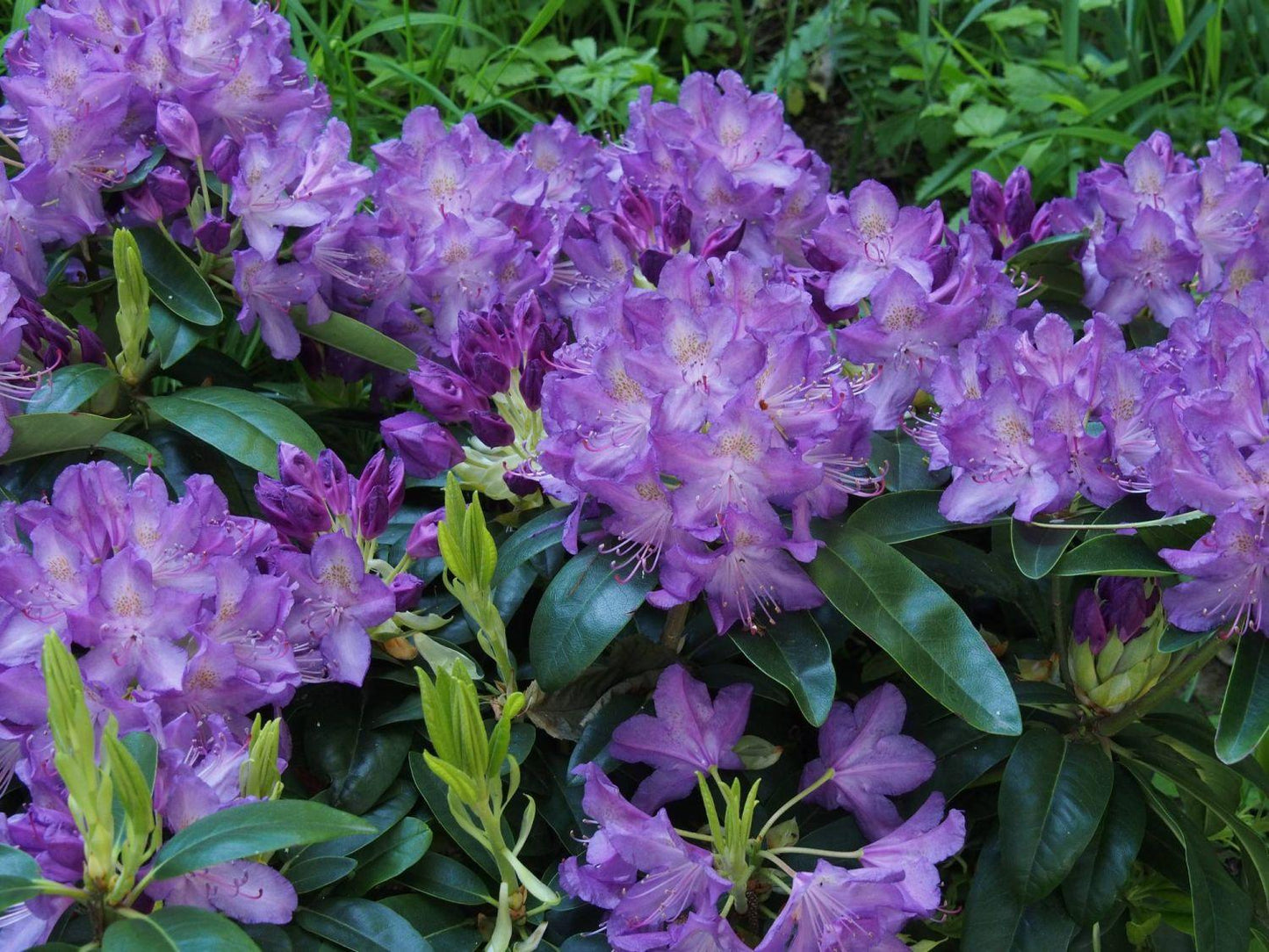 Rhododendron Grandiflorum - View 6 from www redcrocus com