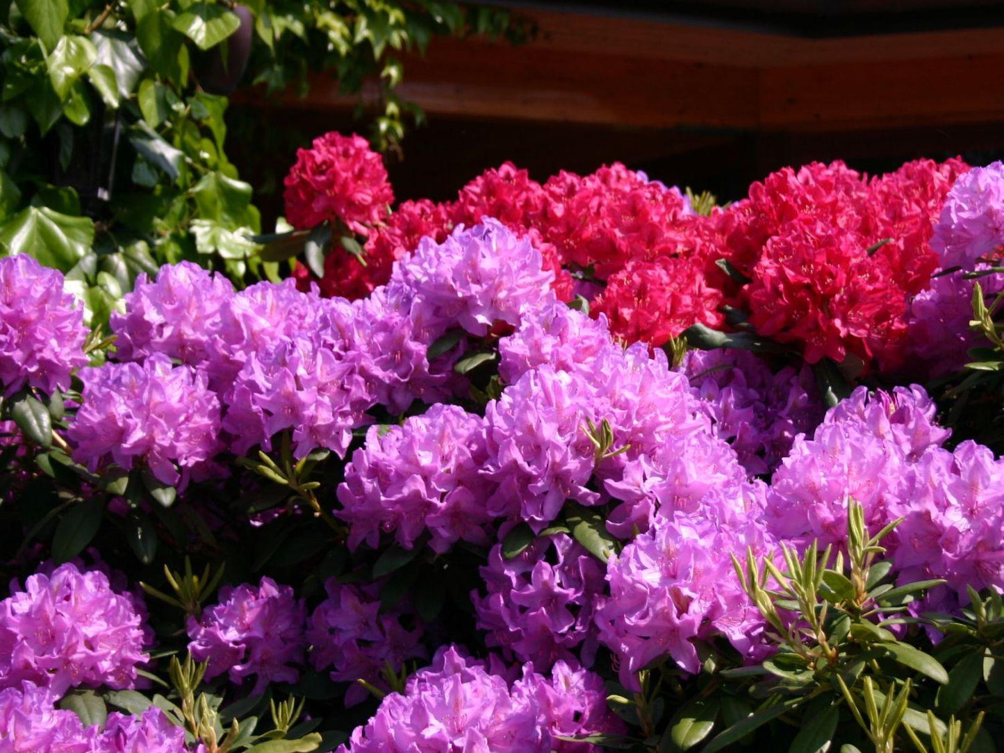 Rhododendron Grandiflorum - View 8 from www redcrocus com