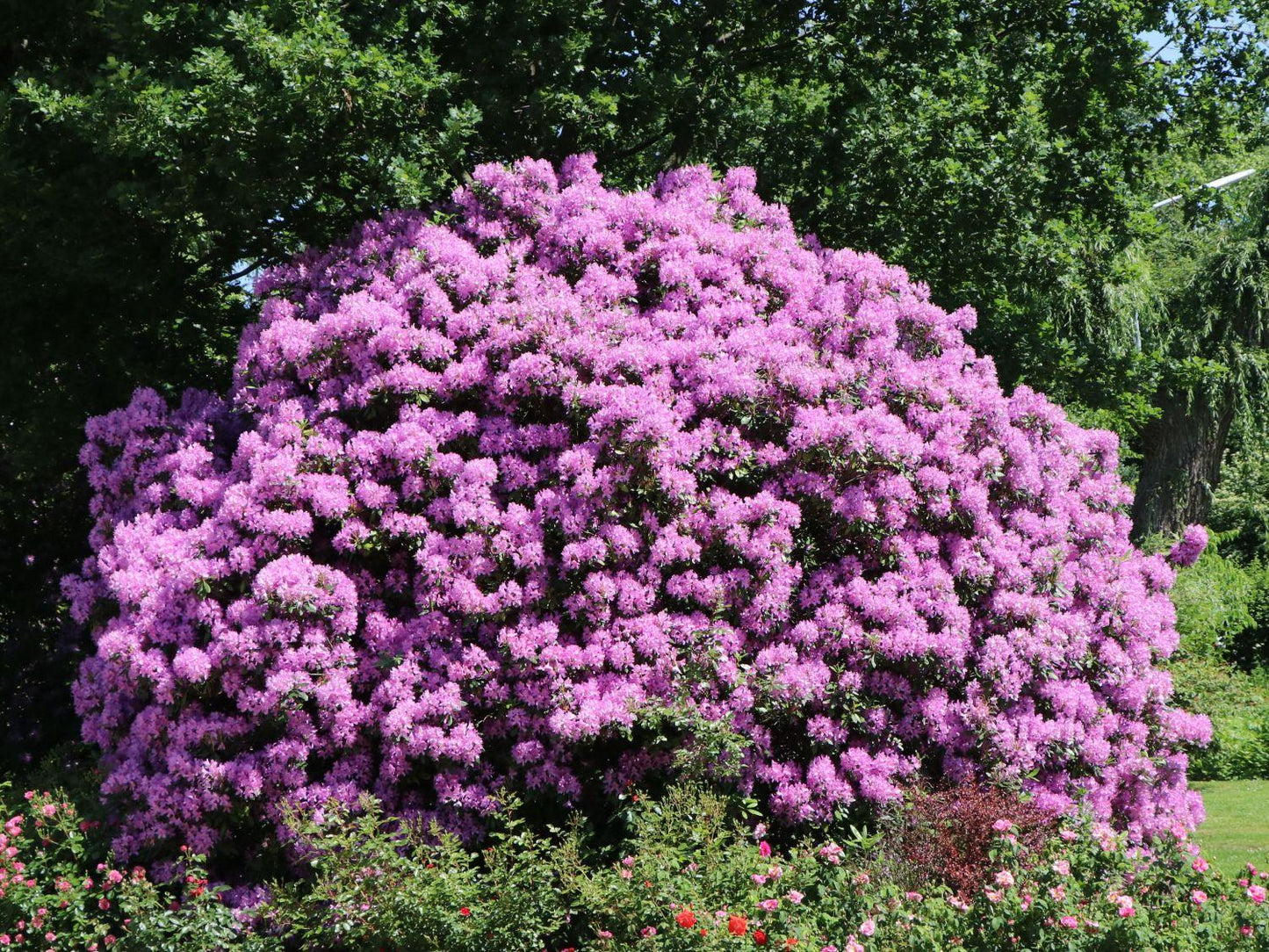 Rhododendron Grandiflorum - View 9 from www redcrocus com