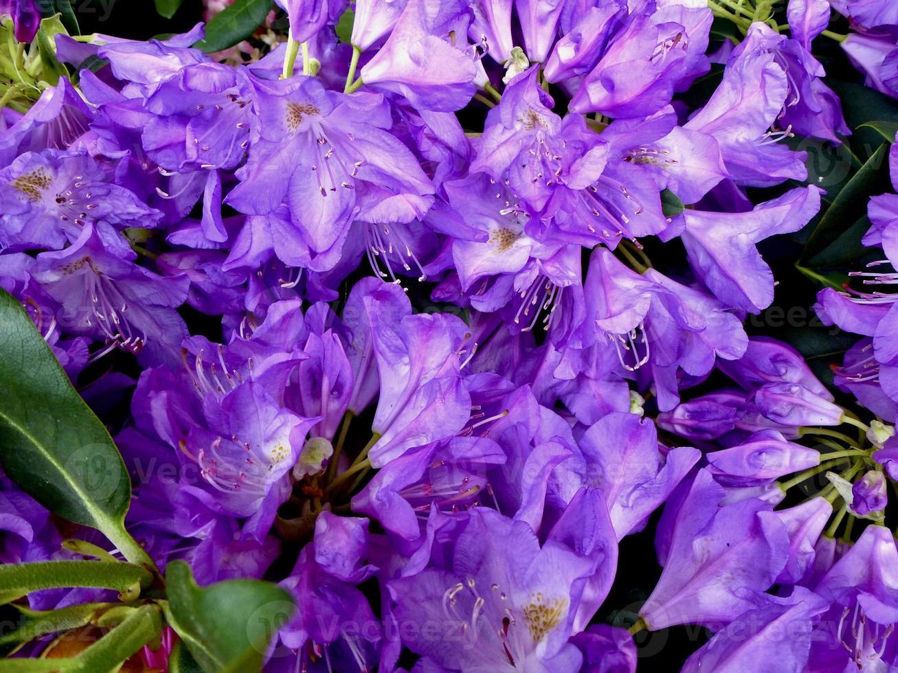 Rhododendron Purpureum Elegans - View 12 from www redcrocus com