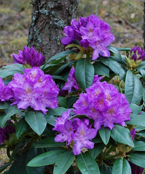 Rhododendron Purpureum Elegans - View 12 from www redcrocus com